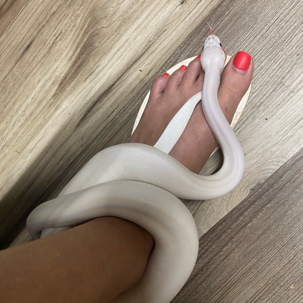 Size 7.5 White Sandal